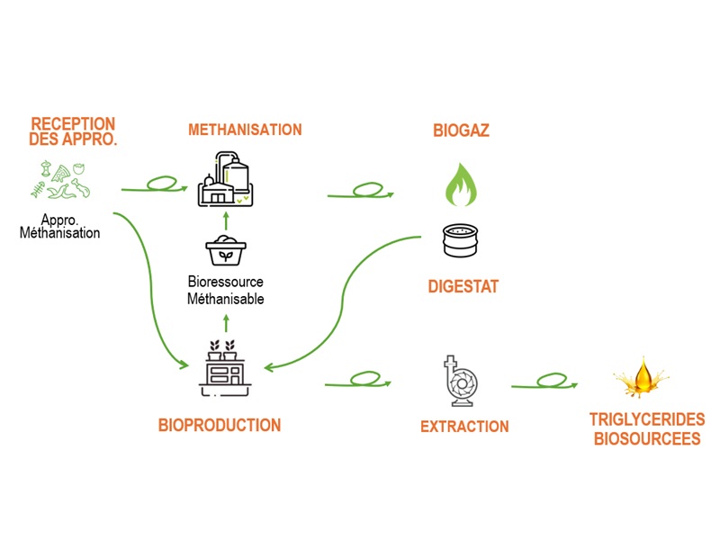 Une technologie à base de bio-organismes