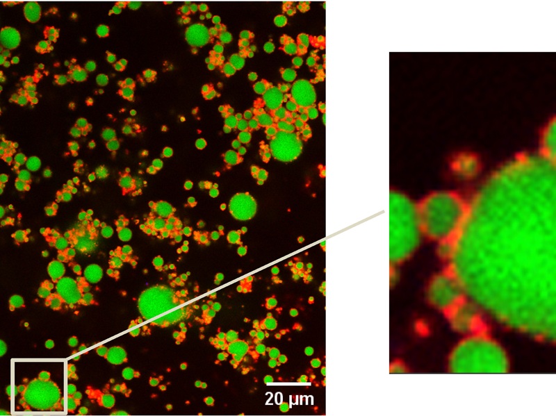 Un procédé métabolique à base de lipogenèse